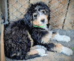 dog<br/>F1 Standard Bernedoodle