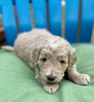 DOODLE PUPPIES!<br/>Goldendoodles, Aussiedoodles,  Bernedoodles, Cockapoos
