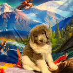 AKC Gray Newfoundland<br/>AKC Newfie Puppy - Pink - Female (Nippet)