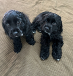 Cocker Spaniel<br/>Cocker Spaniels Puppies!