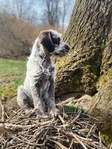 Wirehaired Pointing Griffon<br/>Wirehaired Pointing Griffon Puppies For Sale