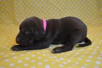 Dogs<br/>Excellent Hybrid Retriever puppies & started dogs available!