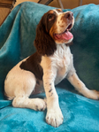 English Springer Spaniel<br/>Puppy