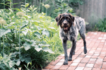 Wirehaired Pointing Griffon<br/>Wirehaired Pointing Griffon Puppies For Sale