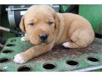 Dogs<br/>Excellent Hybrid Retriever puppies & started dogs available!
