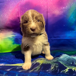 AKC Newfie Puppies<br/>9 of 11 AKC Newfoundland Puppies