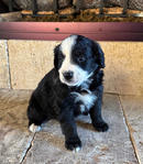 Bernedoodle Mountain Puppies!<br/>Our beautiful Bernedoodle Puppies will be ready to go home to their forever families the week of July Fourth!