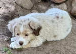 Miniature Australian Shepard<br/>PUPPIES!!!!