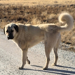 Kangal<br/>UKC Purebred Kangal Livestock Guardian puppies