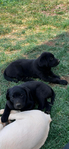 Labrador Retriever<br/>AKC Labrador puppies