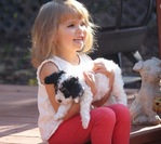 DOODLE PUPPIES!<br/>Goldendoodles, Aussiedoodles,  Bernedoodles, Cockapoos