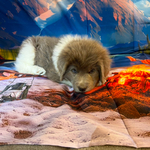 AKC Gray Newfoundland<br/>AKC Newfie Puppy - Pink - Female (Nippet)