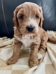 Dog<br/>8 stunning Golden Mtn. Doodle puppies for sale