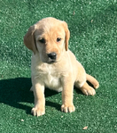Labrador Retriever<br/>AKC Yellow and Red Fox Labrador Retriever Puppies