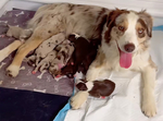 Miniature Australian Shepard Puppies<br/>Pure Bred ASDR Registered