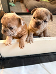 French Bulldog Puppies<br/>French Bulldog Puppies