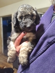 puppy<br/>AKC Standard Poodle
