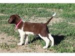 Dogs<br/>Excellent Hybrid Retriever puppies & started dogs available!