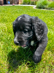 Bernedoodle Mountain Puppies!<br/>Our beautiful Bernedoodle Puppies will be ready to go home to their forever families the week of July Fourth!