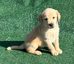 Labrador Retriever<br/>AKC Yellow and Red Fox Labrador Retriever Puppies