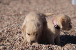 Purebred Golden Retreiver<br/>Registered Golden Retreiver Puppies﻿