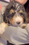 puppy <br/>F1 Bernedoodle