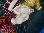 Jack Russel Terrier<br/>Jack Jacks