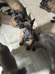 Belgian Malinos Puppies<br/>Ready to go home in 2 weeks