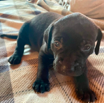 American Bandogge Mastiff Puppies <br/>American Bandogge Mastiff Puppies