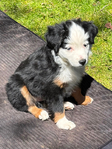 Miniature Australian Shepard Puppies<br/>Pure Bred ASDR Registered