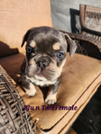 French Bulldog AKC<br/>Akc French Bulldog pups