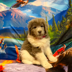 AKC Gray Newfoundland<br/>AKC Newfie Puppy - Pink - Female (Nippet)
