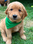 Dark Red Golden Retriever Puppies<br/>Dark Red Golden Retriever puppies
