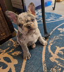 French Bulldog puppies