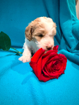 Miniature Goldendoodle Puppies<br/>Miniature Goldendoodle Puppies!