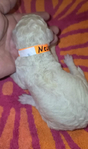 puppy<br/>AKC Standard Poodles