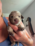Purebred long hair mini dachshunds