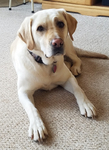 LAB LOOKING FOR A MATE!!