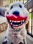 Dog<br/>8 stunning Golden Mtn. Doodle puppies for sale