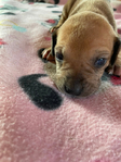 American Bandogge Mastiff Puppies <br/>American Bandogge Mastiff Puppies