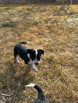 Puppies - Aussie/Border Collie/Cattle Dog/Brittany<br/>Fully Socialized, well-loved farm and family dogs