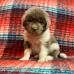 AKC Newfie Puppies<br/>9 of 11 AKC Newfoundland Puppies