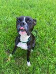 Bishop- a Boxer Mix<br/>Saved from Euthanasia- Needs a Home!