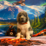 AKC Newfie Puppies<br/>5 of 11 AKC Newfoundland Puppies