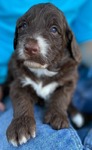 DOODLE PUPPIES!<br/>Goldendoodles, Aussiedoodles,  Bernedoodles, Cockapoos