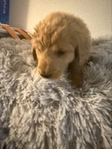 F1 Golden Doodle Puppies<br/>Ready 2/15/26-- 1 female, 2 males