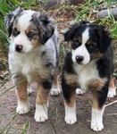 ASDR Pure Bred Miniature Australian Shepards