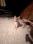 SIBERIAN HUSKY<br/>CHRISTMAS GIFT HUSKY 10 WEEKS OLD