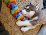 Siberian Husky Puppy<br/>Sweet Siberian Husky Puppy