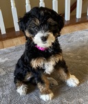 DOODLE PUPPIES!<br/>Goldendoodles, Aussiedoodles,  Bernedoodles, Cockapoos